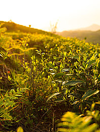 性别 自由 凸轮 管 西元点,科技新突破，性别平等新思路-1