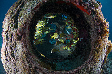 《缺氧》氯气过浓应对策略及解决方案-1