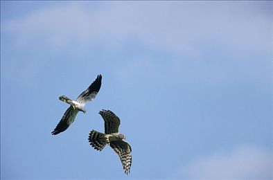 打屁股无内裤网站,揭秘：独特社交平台，轻松幽默新体验-1