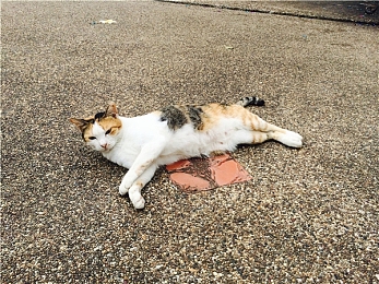《黑暗献祭》解锁血腥姐妹成就攻略分享-2